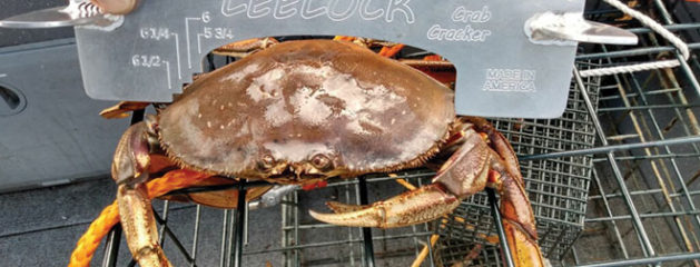 How to Clean Dungeness Crabs