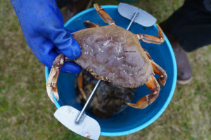how to clean dungeness crabs